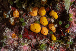 Tunicata