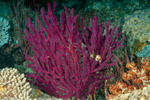 Corals