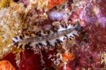 Euryleptidae