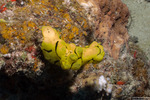Notodoris