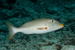 Eupercaria