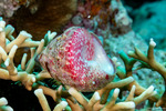 Sea Snails