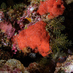 Clathria
