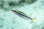 Blenniiformes