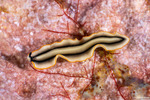 Pseudoceros