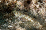 Callionymidae