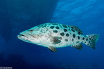 Perciformes
