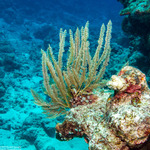Cnidarians
