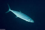 Scombriformes