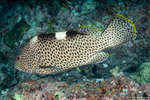 Perciformes