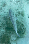 Perciformes