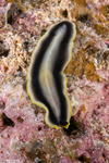 Flatworms