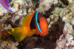 Ovalentaria