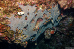 Ascidiacea