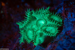 Hexacorallia