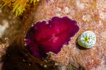 Pseudoceros