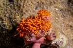 Nudibranchs