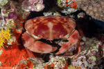 Crabs