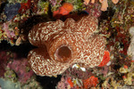 Holozoidae