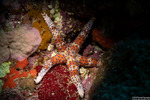 Neoasteroidea