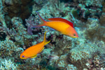 Perciformes