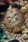 Synanceiidae