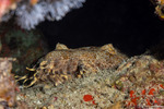 Orectolobidae