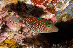 Tetraodontidae