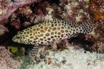 Serranidae