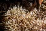 Bryozoa
