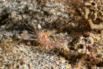 Processidae