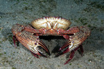 Thalamitinae