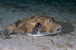 Tetraodontidae