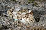 Coleoidea