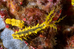 Holothuroidea