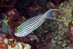 Acanthuriformes