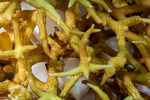 Coleoidea