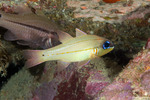 Cardinalfishes