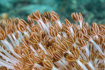 Octocorals