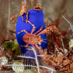 Galatheidae