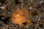 Lophiiformes