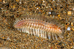 Worms