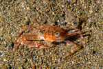 Ovalipes