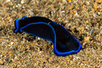Aglajidae