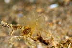 Dendronotoidea