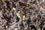 Ancylocaris
