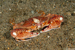 Portuninae