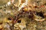 Aplysiidae