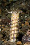 Annelida