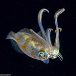 Decapodiformes